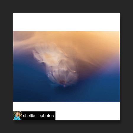 ShellBellePhotos