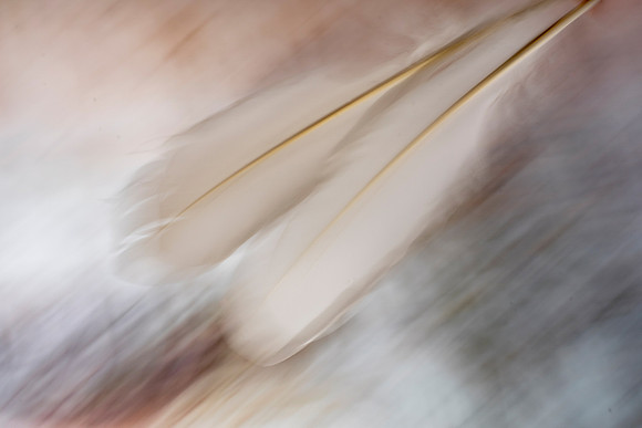 A Feather Falling